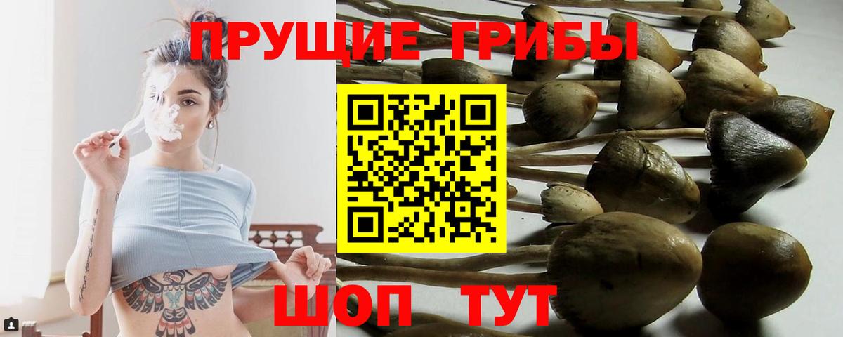 Галлюциногенные грибы Psilocybe Ирбит